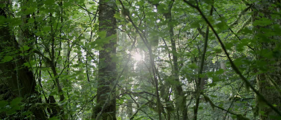 The sun shines through trees in the forest
