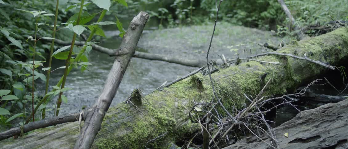 Mossy log lays across a stream