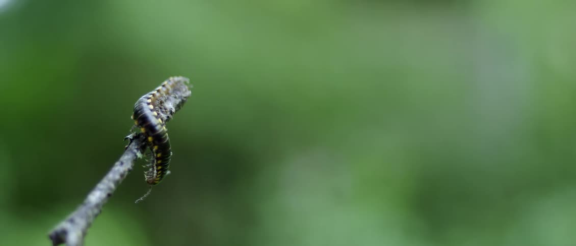 A caterpillar crawls on a plant