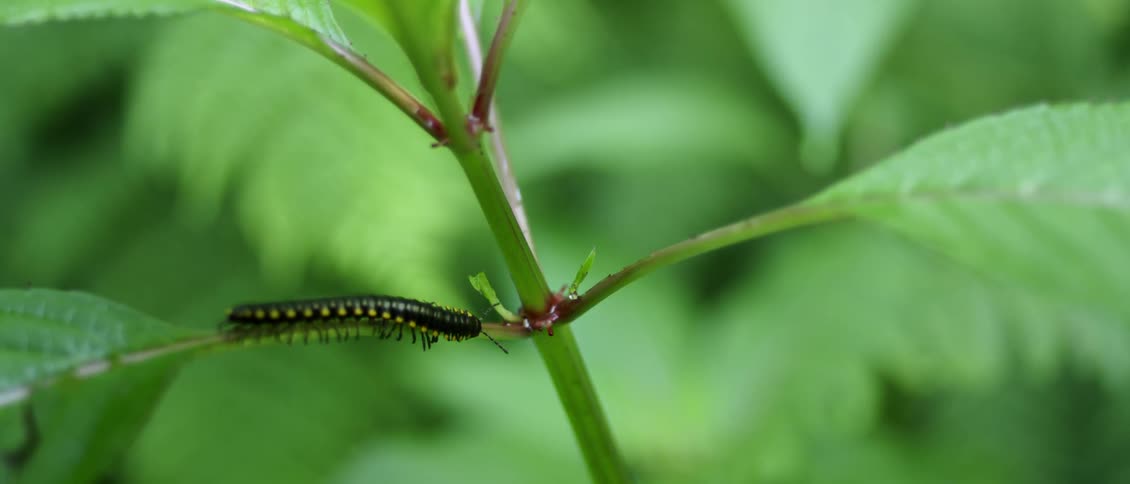A caterpillar crawls on a plant