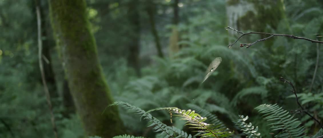 Ferns and plants grow in a forest