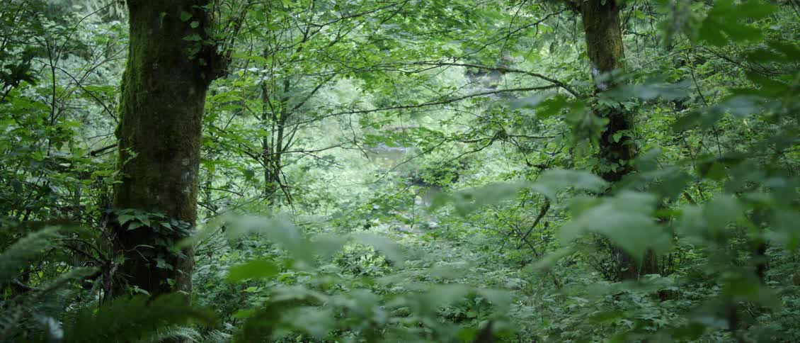 Tall trees and brush cover the forest