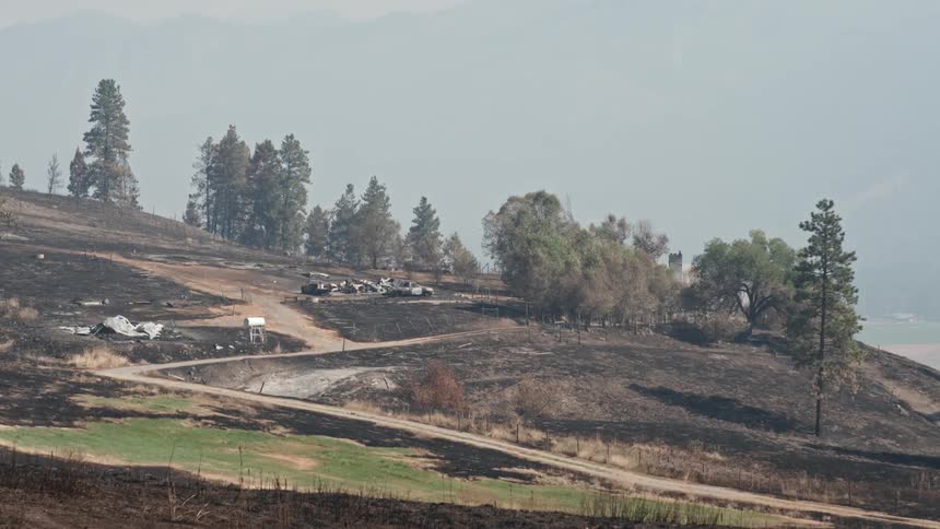 Trees and grass around charred and burned ground