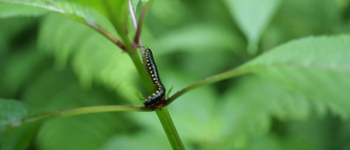 An insect crawls on a plant