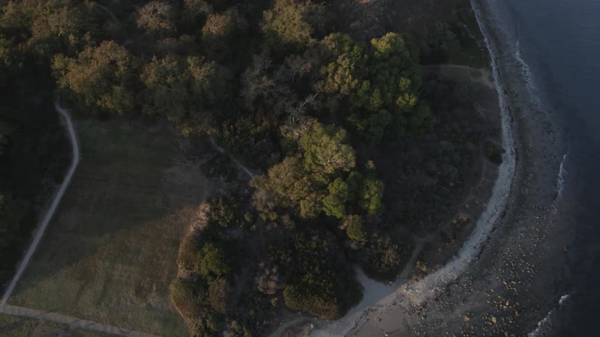 A forest is shown near the ocean