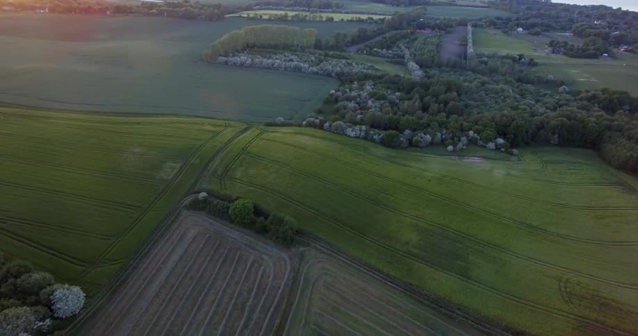 Flat cropland and trees at sunset