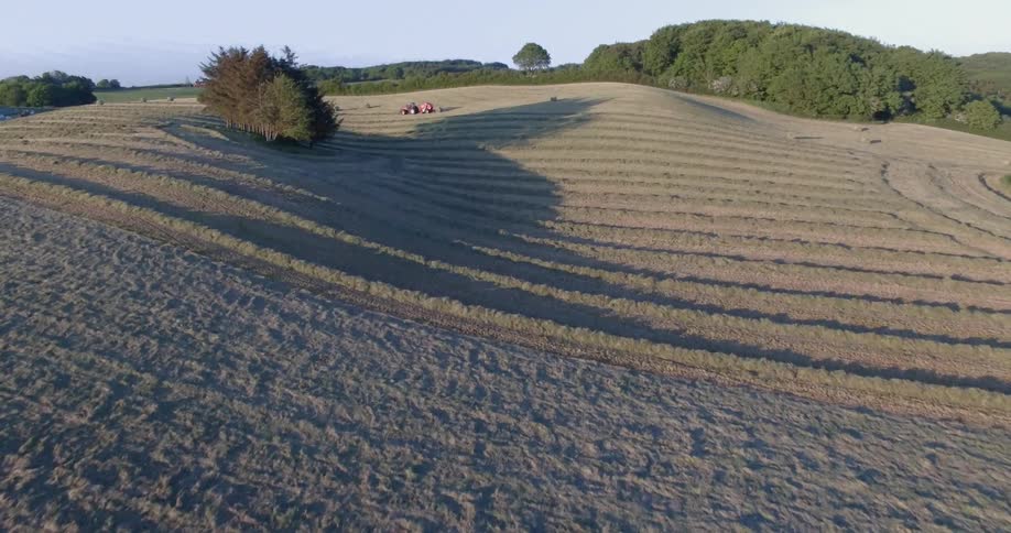 Rows of crops grow in a rural field