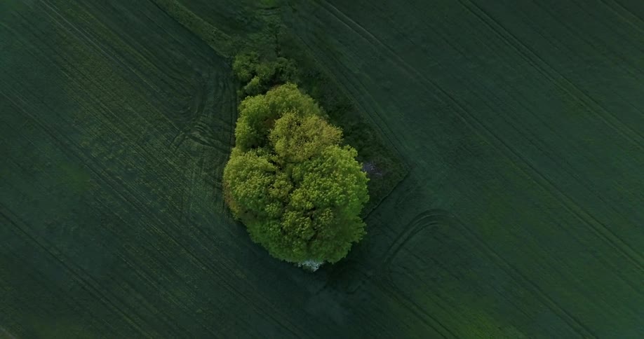 Trees grow in a rural field