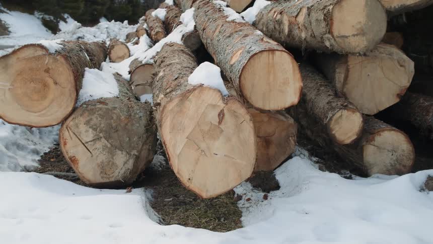 A pile of logs sits in the snow
