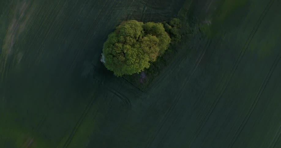 A lush green tree sits in the middle of a grass field