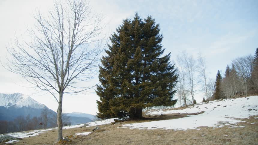 Trees grow on a snowy hillside