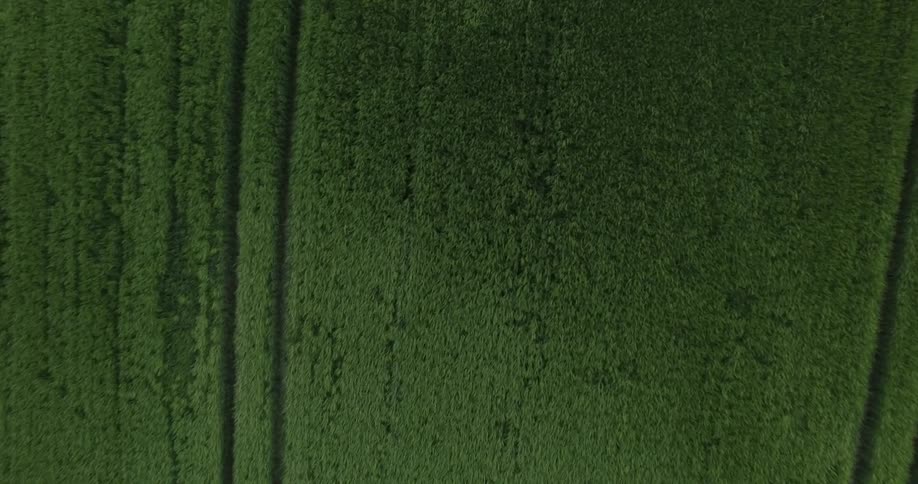 Tracks are clear in a green crop field