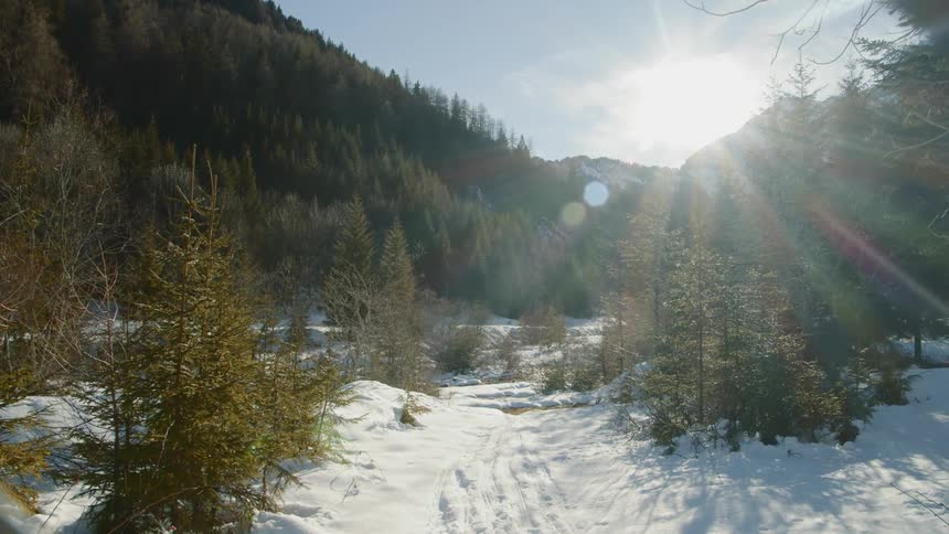 The sun shines on a pine tree and snow covered landscape