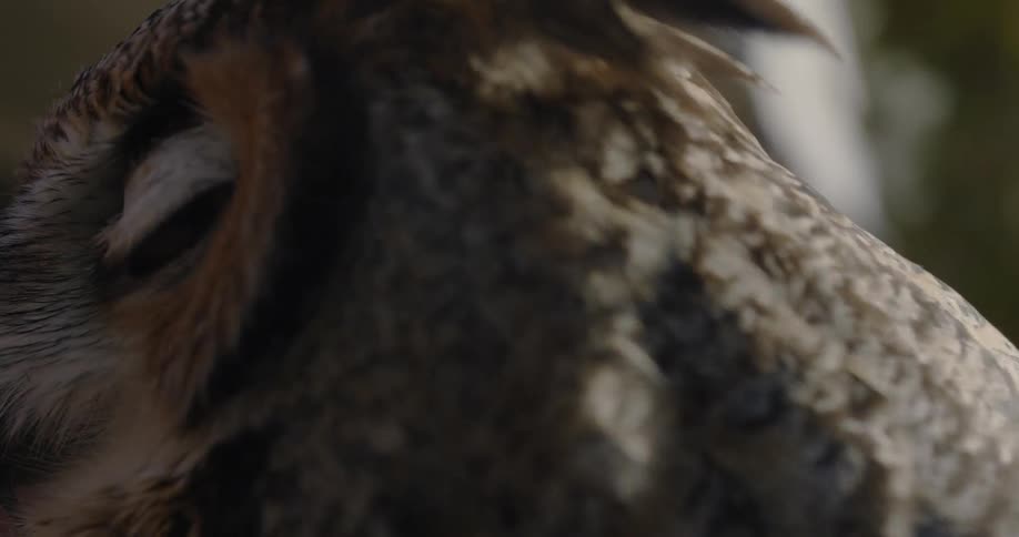 An owl is blinking its eye and turning it head outdoors in daylight