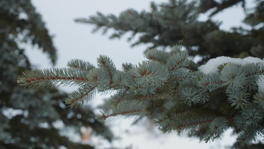 Pine tree branches sway in the breeze