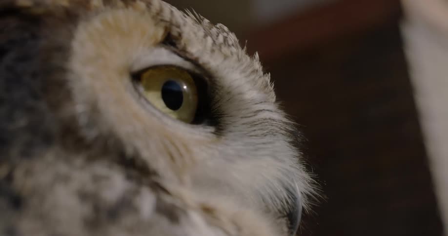An owl looks outward