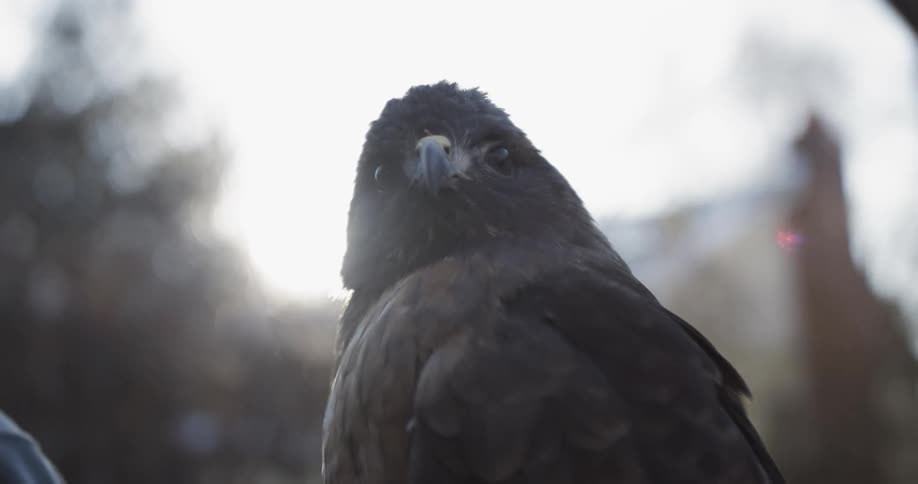 A bird sits perched in the wilderness at sunset