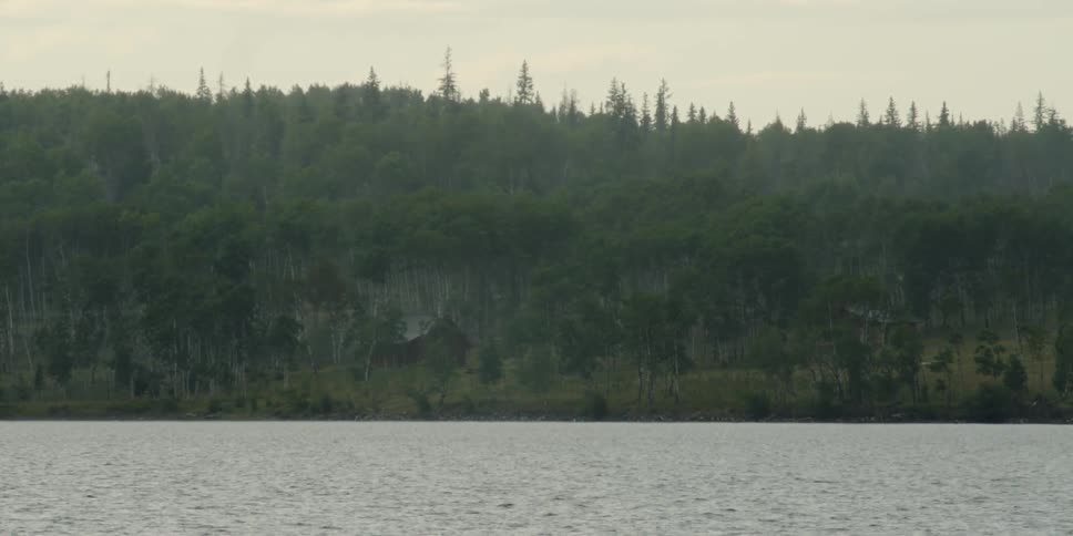 Forest of trees next to body of water on overcast day