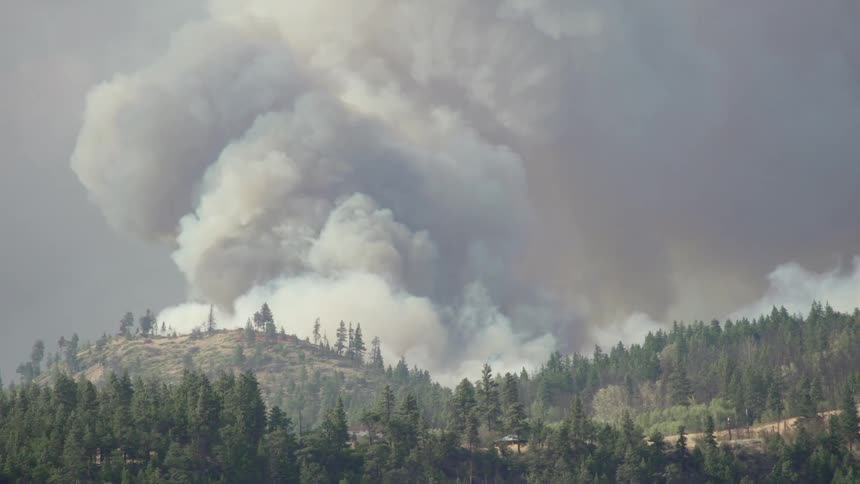 Smoke billows and rises over a forest