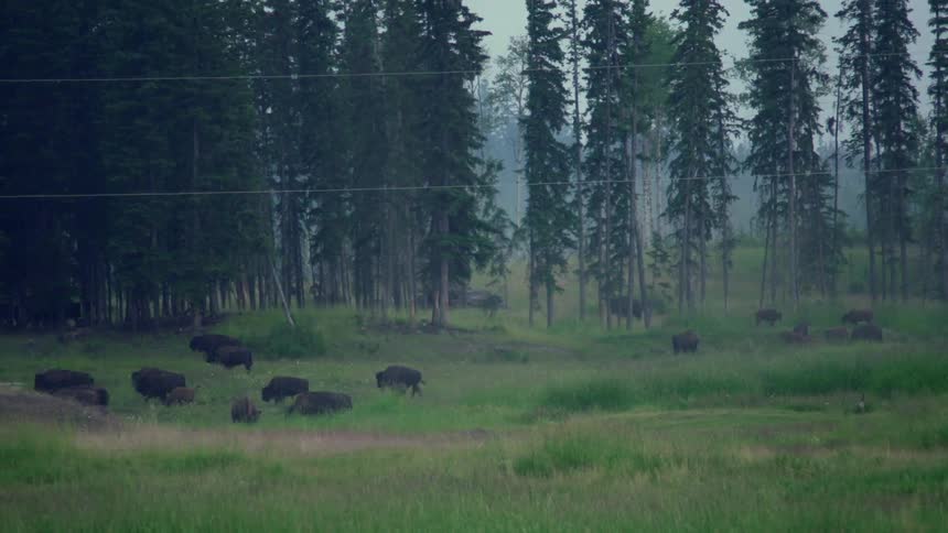 Herd of buffalo walking in a pasture on foggy day