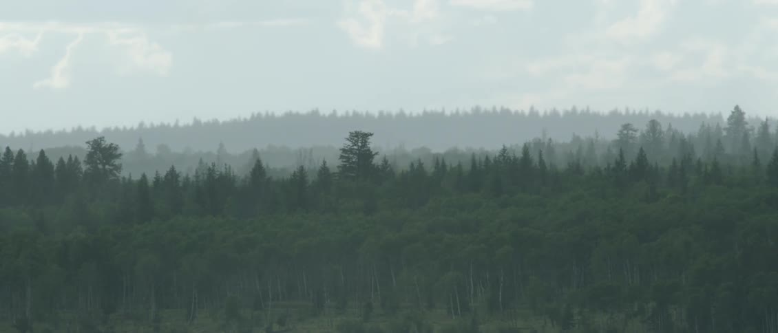 Forest of trees on cloudy day