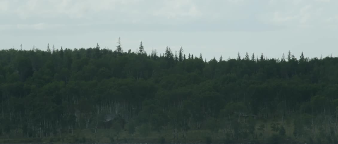 Forest full of trees on cloudy day