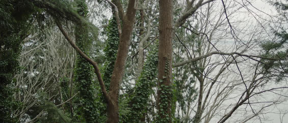 A clump of trees on a cloudy day