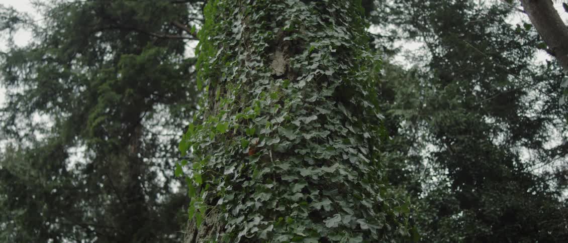 Large tree covered in ivy leaves