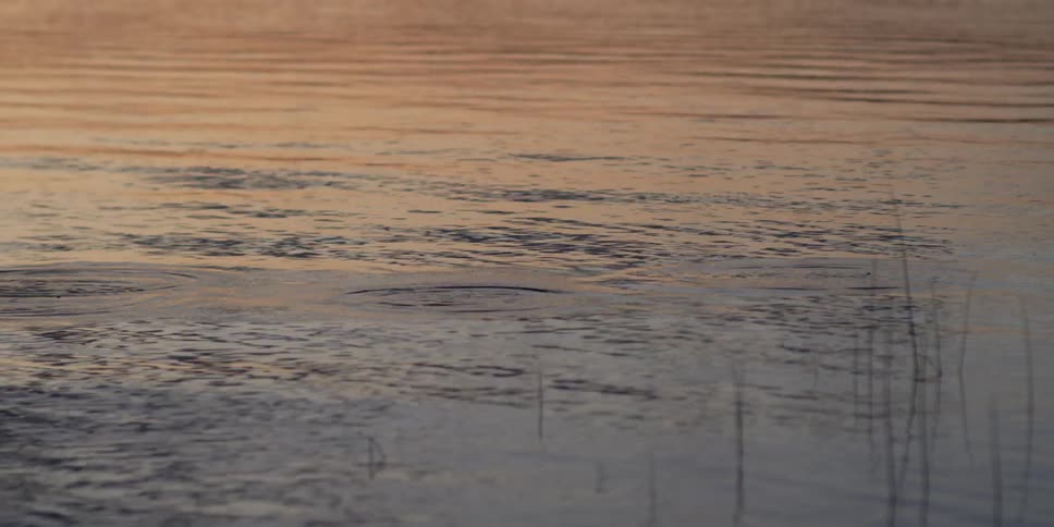 Fish jumping a little out of shimmering waters