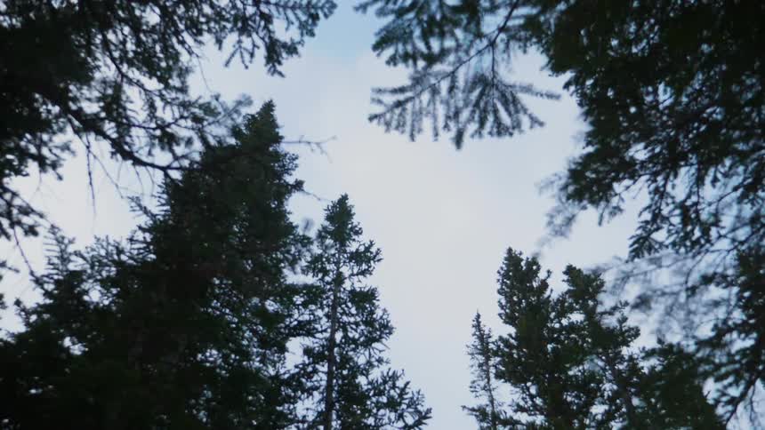 The wind is blowing the branches of the forest trees