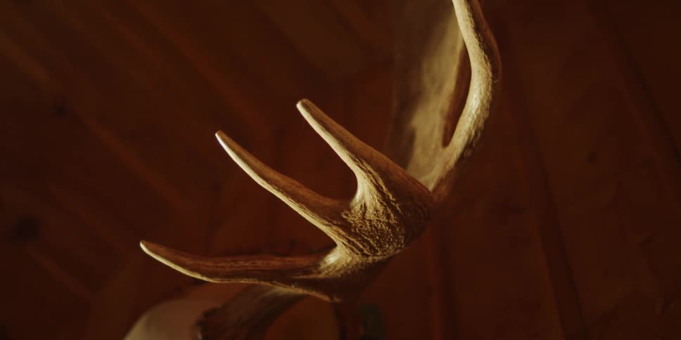 Antlers sit mounted on a wood wall