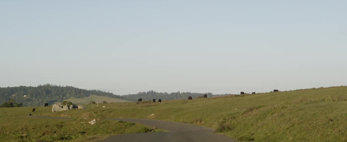 Cattle graze on open plains