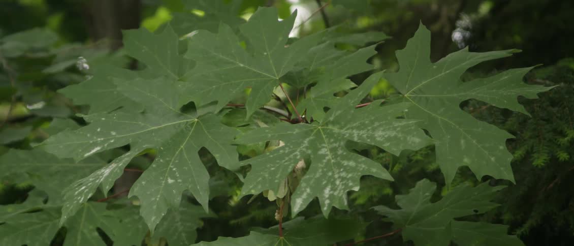The leaves of a plant or swaying in the breeze in daylight