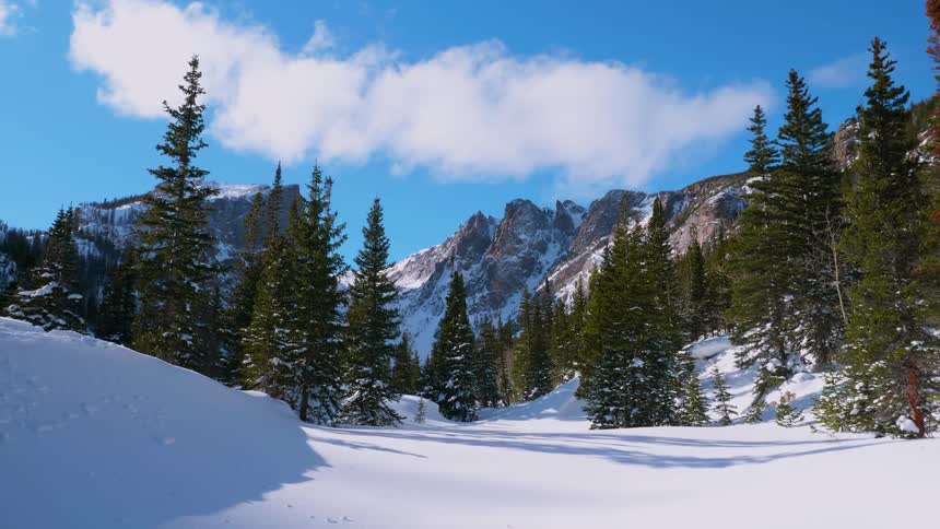 Snow covering the ground under trees in mountain wilderness