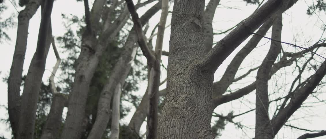 Tree trunks and many branches