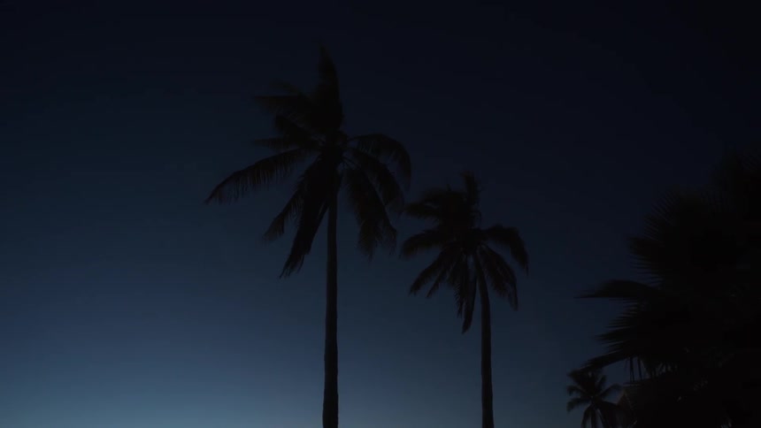 The palm trees reach high into the night sky
