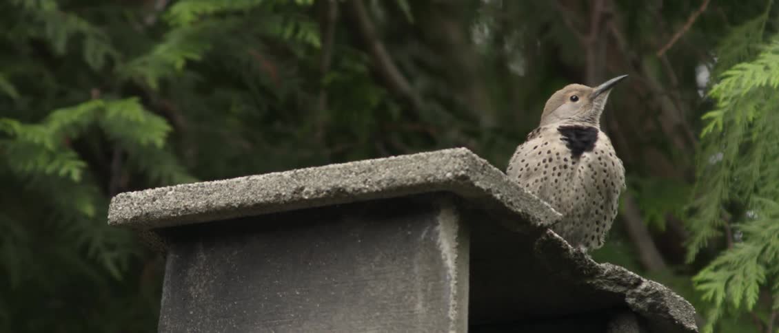 Bird sits on a concrete ledge outside near trees