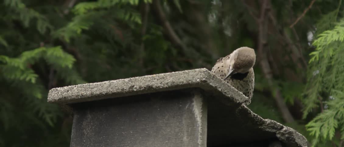 A bird sits perched on a concrete wall