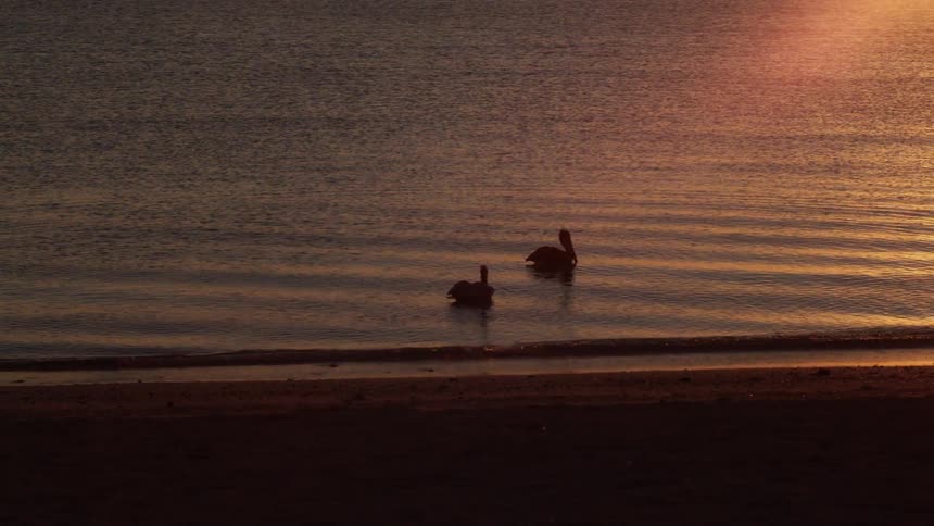 Two pelicans floating in water at sunset