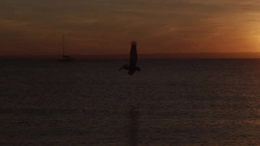 A bird flying low dives into the water at sunset