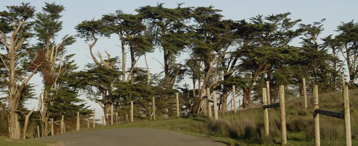 A car is driving down a road very slowly looking at trees on the side of the road