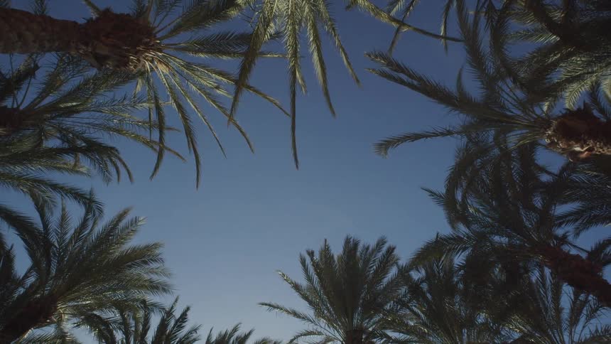 Palm tree fronds sway in the breeze