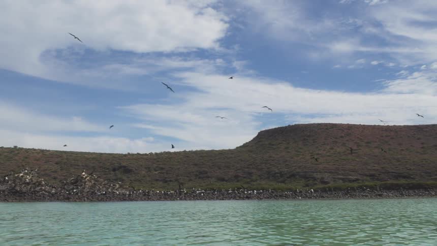 Birds are flying over a coastline on a cloudy day