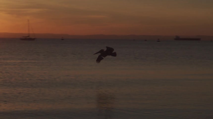 Pelican flying over ocean water at sunset