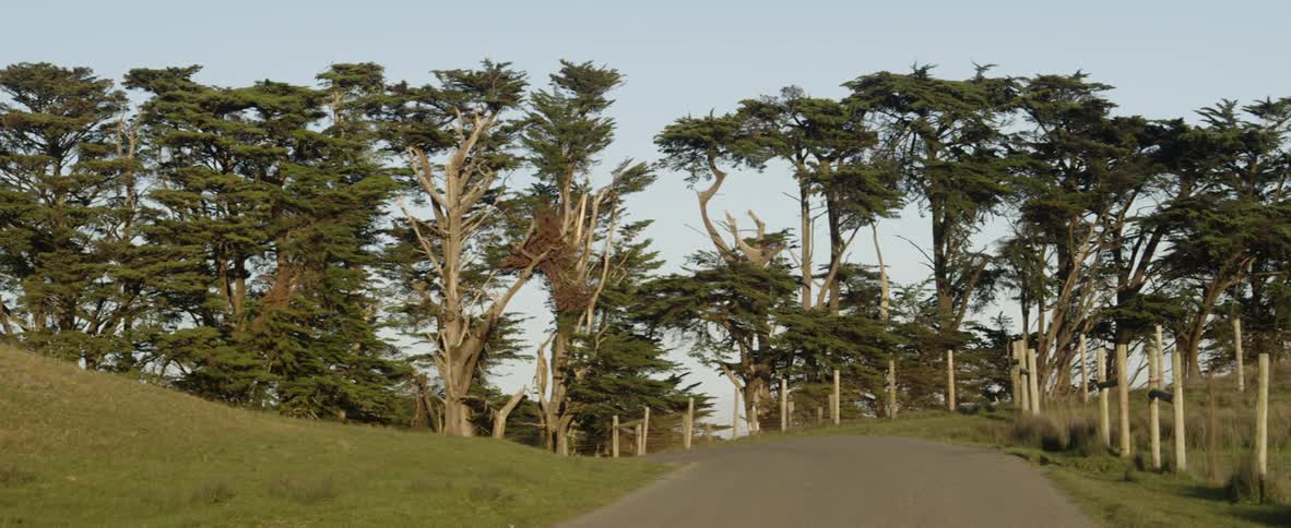 Road winds through the trees