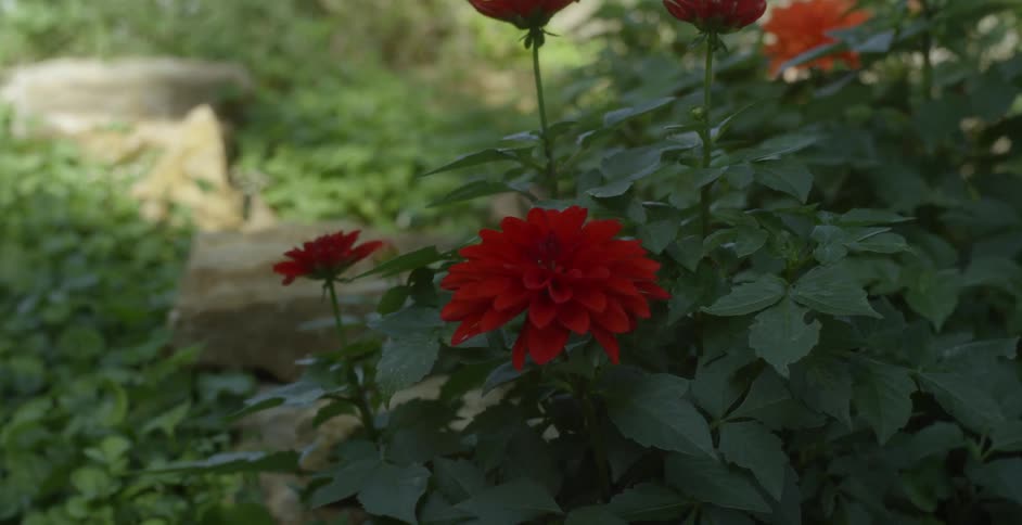 Red flowers grow outside