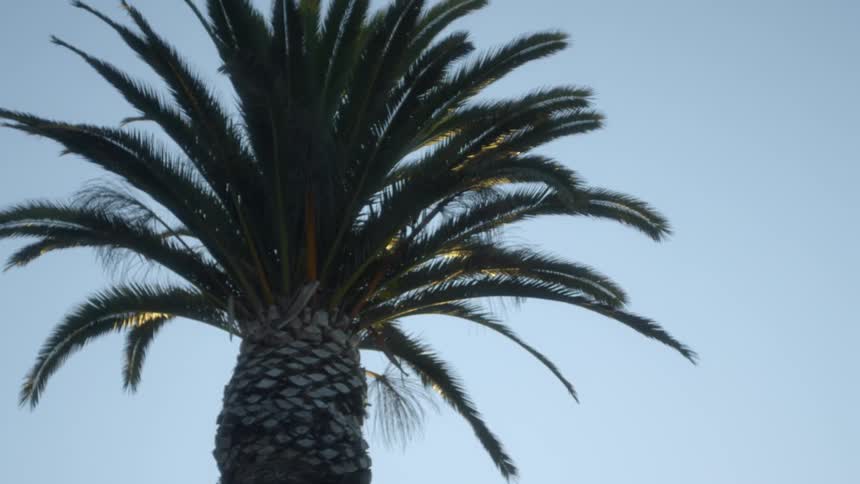 Palm fronds growing out of the top of a palm tree