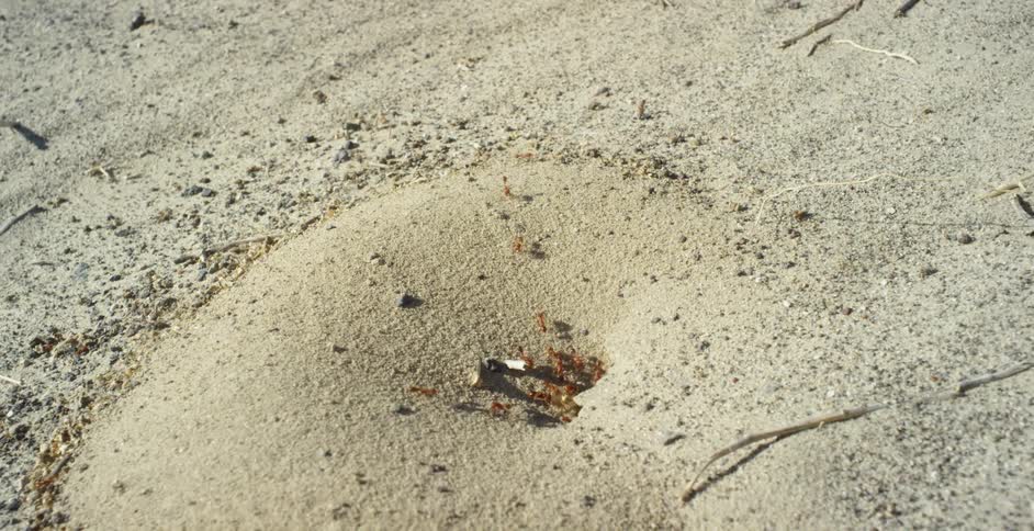 Ants crawl on the ground