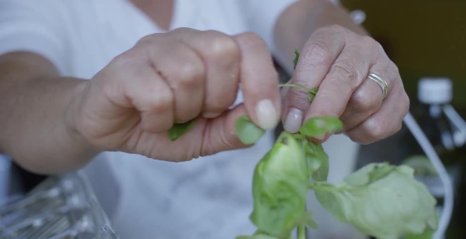 Man is tearing pieces of leaves off of basil plant