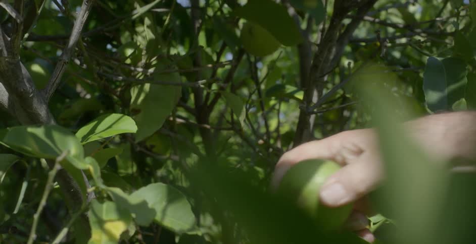 Person picks a small green apple off a tree